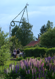 Midsommarstången reses